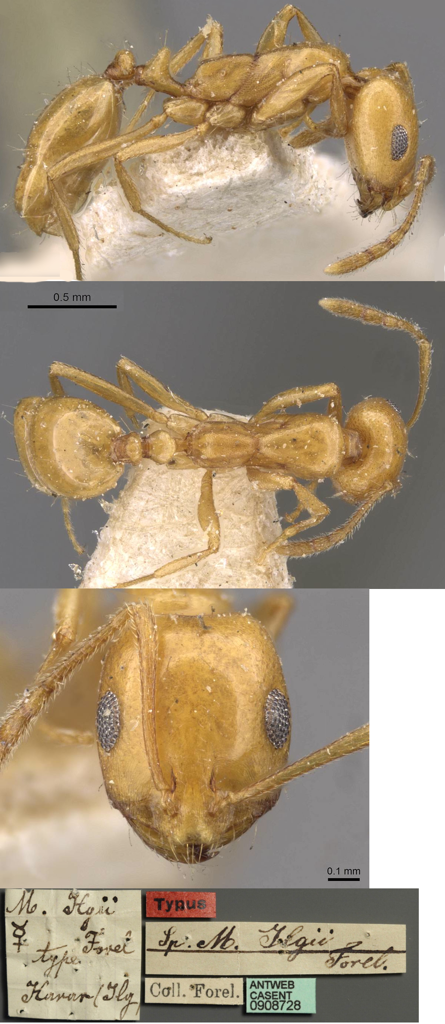 Monomorium ilgii