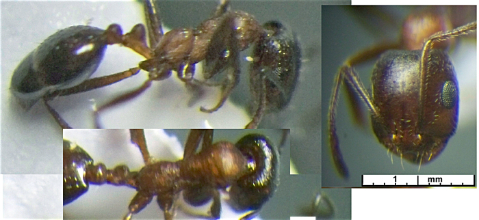 Monomorium indicum