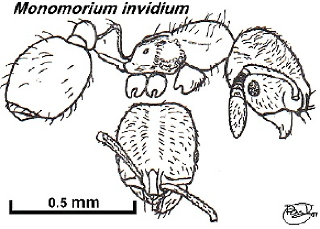 {Monomorium invidium}