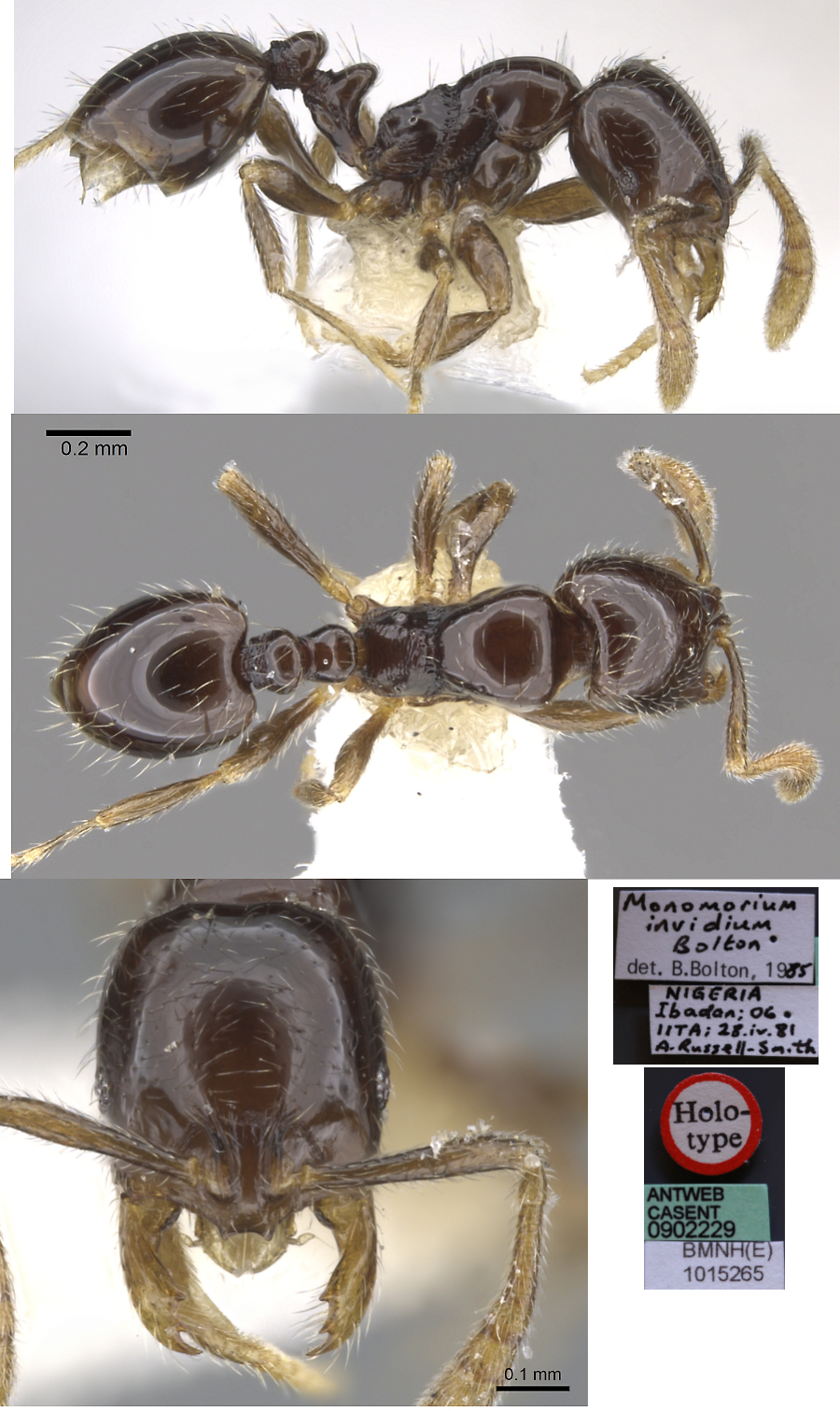 Monomorium invidium