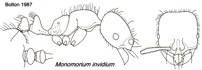 {Monomorium invidium}