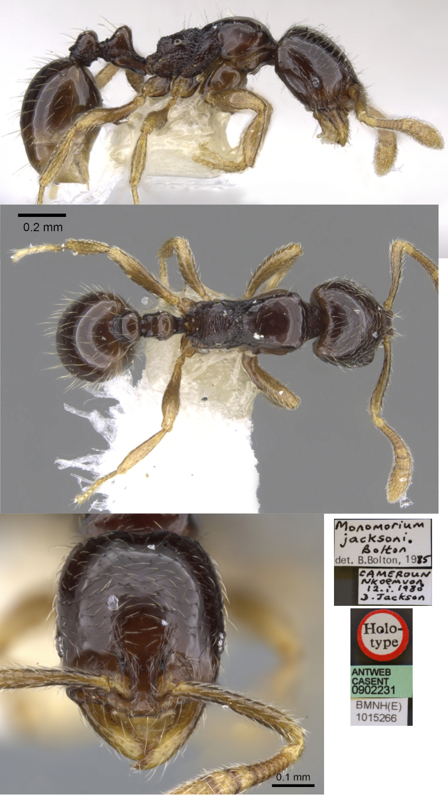 Monomorium jacksoni