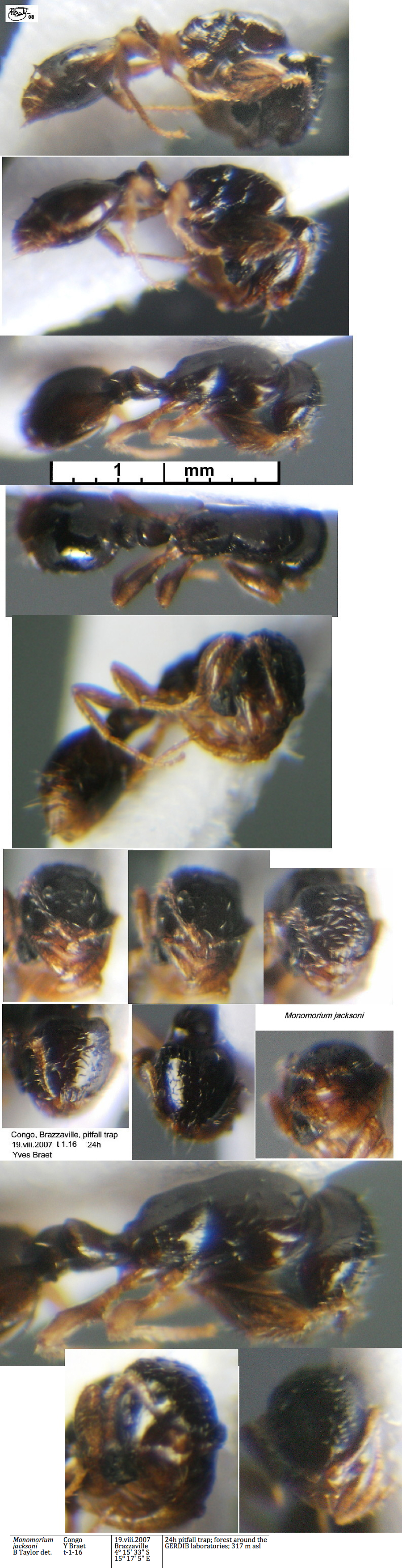 {Monomorium jacksoni}