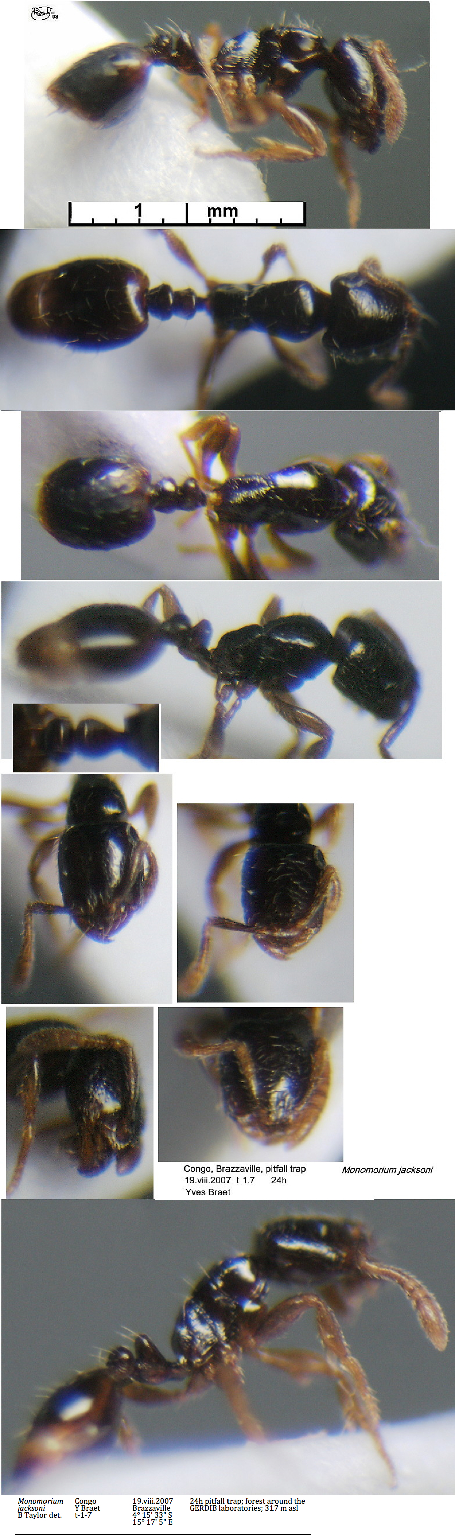 {Monomorium jacksoni}