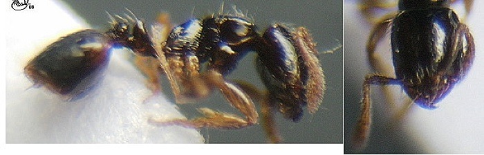 {Monomorium jacksoni}