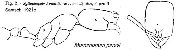 {Monomorium jonesi}