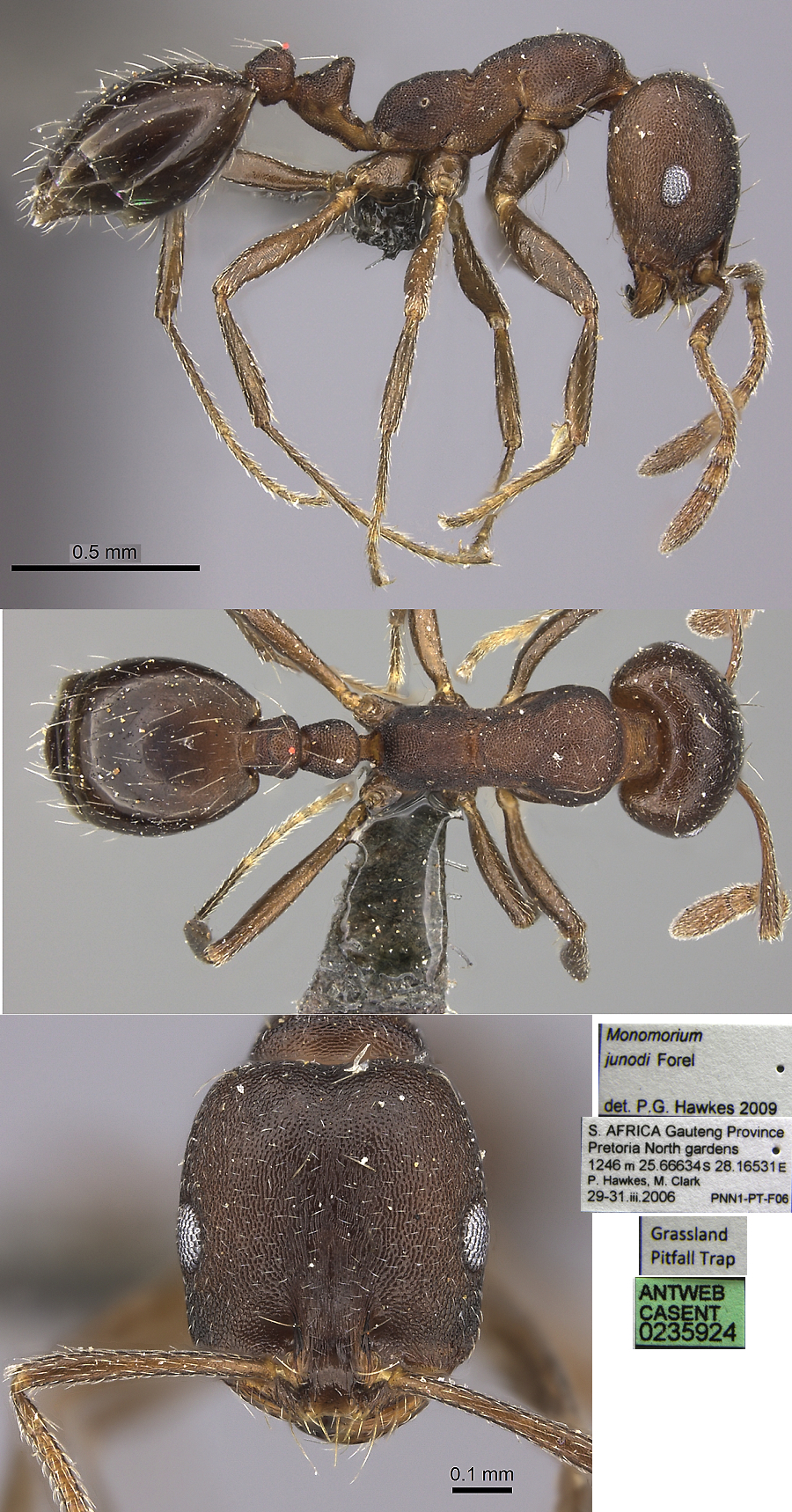 Monomorium junodi