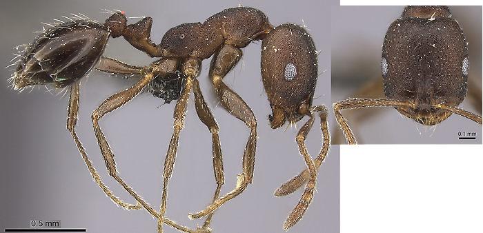 Monomorium junodi