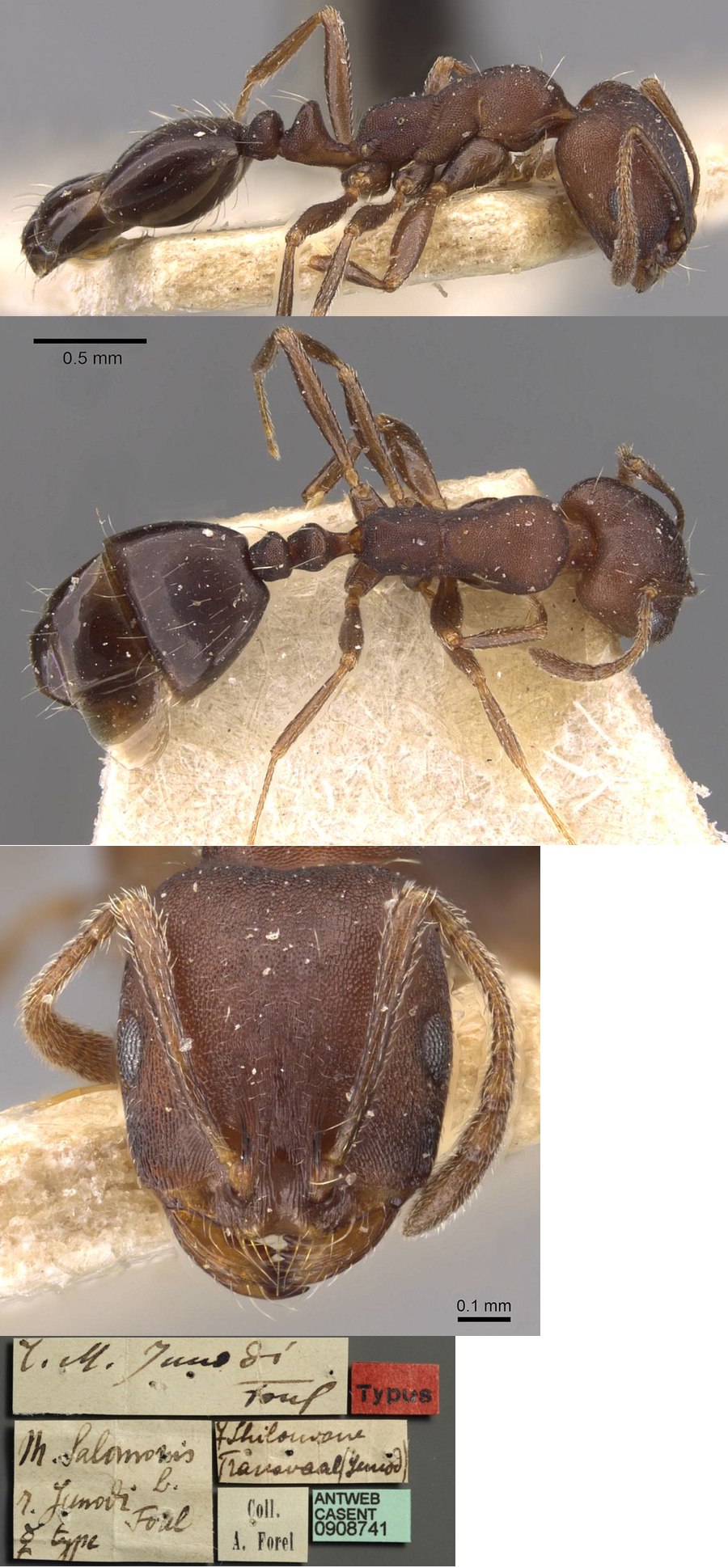 Monomorium junodi