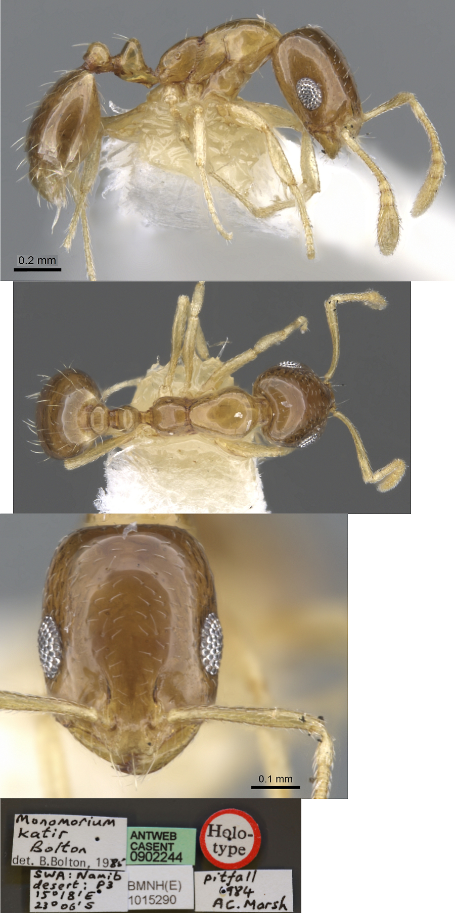 Monomorium katir