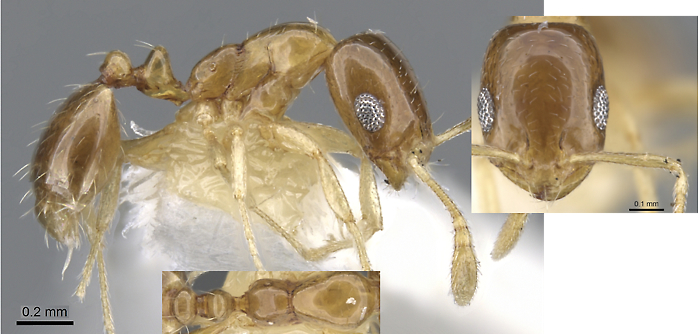 Monomorium katir