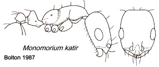 {Monomorium katir}