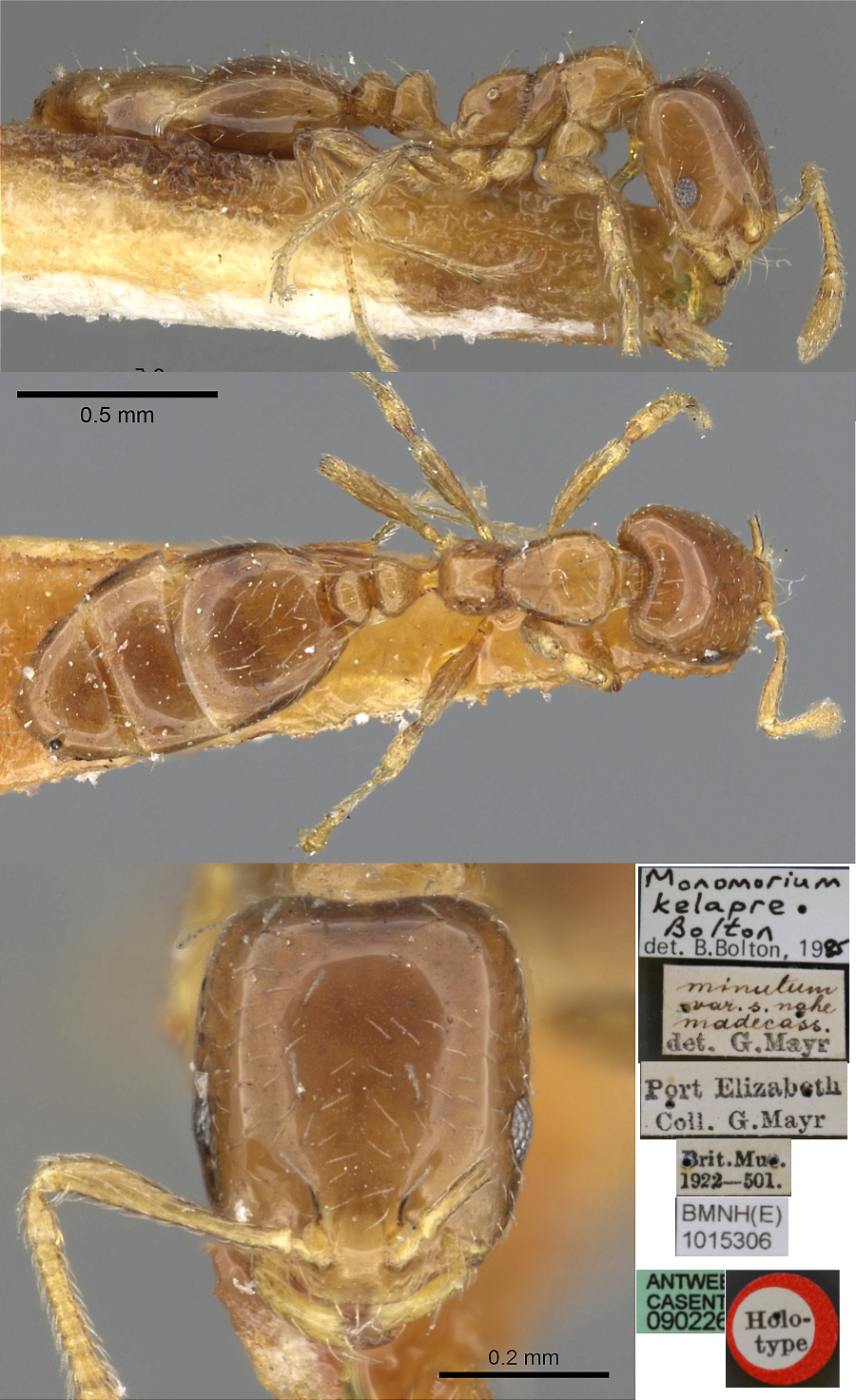 Monomorium kelapre