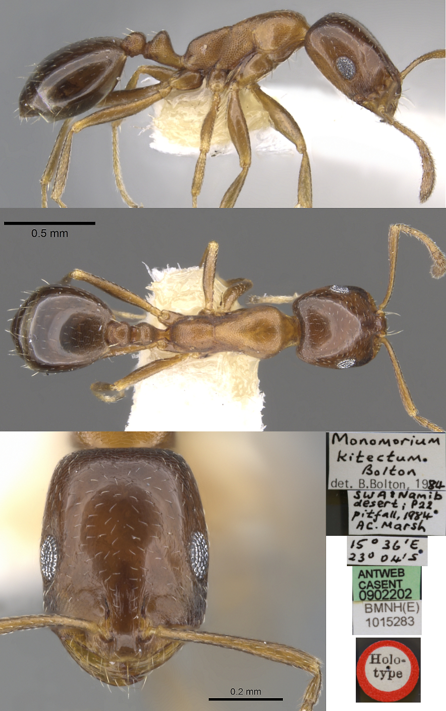 Monomorium kitectum