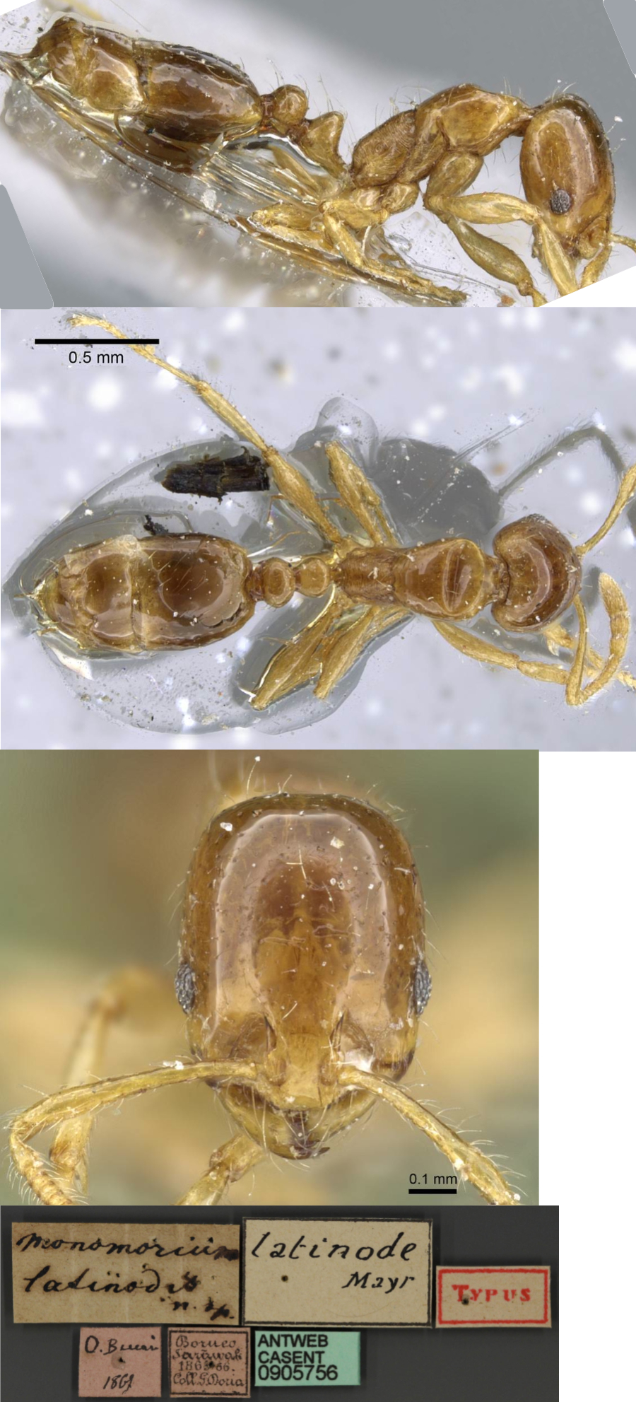 Monomorium latinode