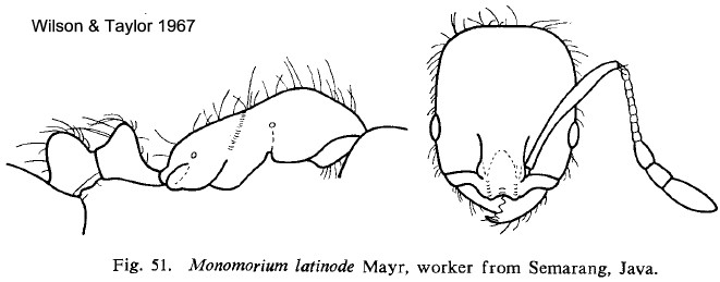 {Monomorium latinode}