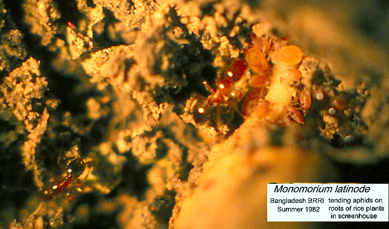 {Monomorium latinode with aphids}