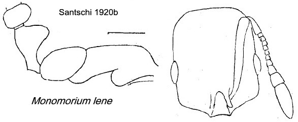 {Monomorium lene}
