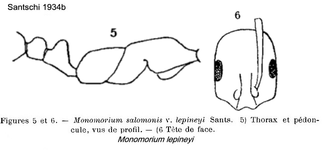 {Monomorium lepineyi}