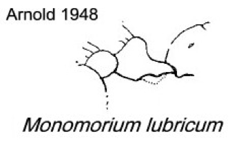 {Monomorium lubricum}