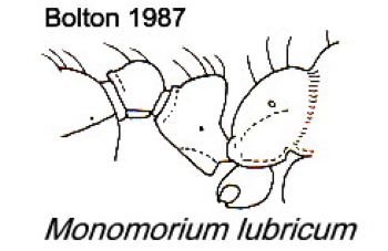 {Monomorium lubricum}