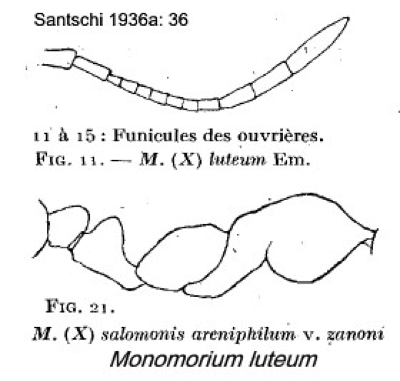 {Monomorium luteum}