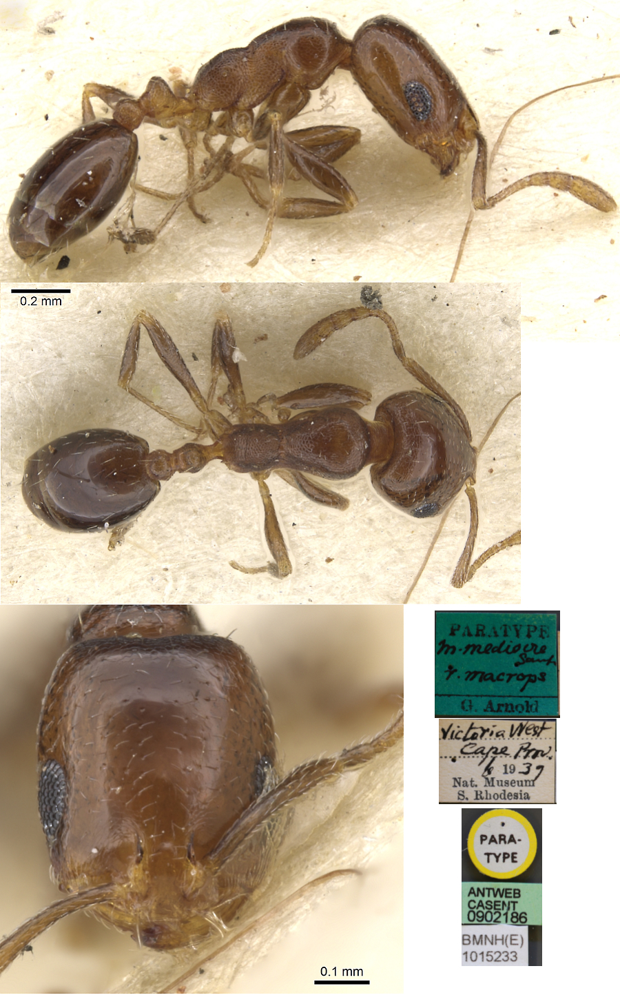 Monomorium macrops