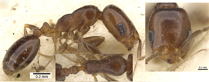 Monomorium macrops