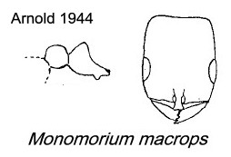 {Monomorium macrops}