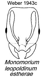 {Monomorium leopoldinum estherae}