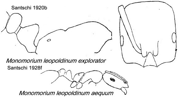 {Monomorium leopoldinum}