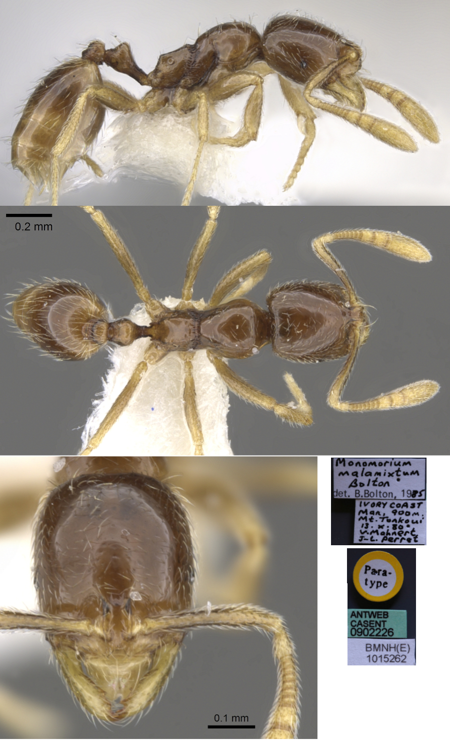 Monomorium malamixtum