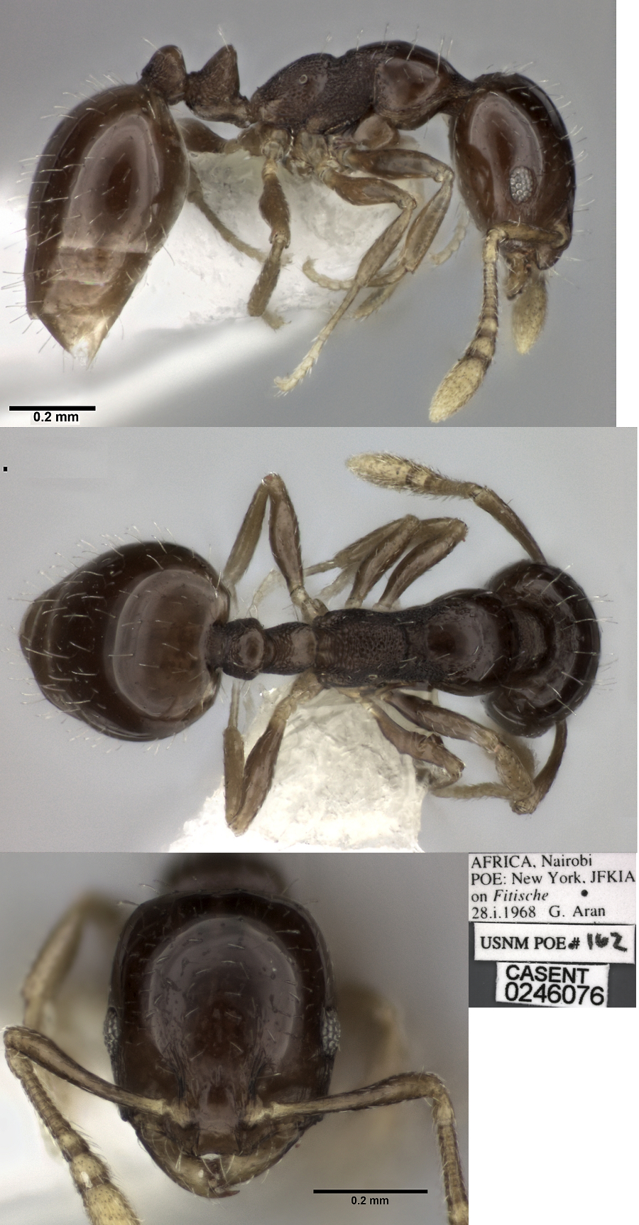 Monomorium malatu