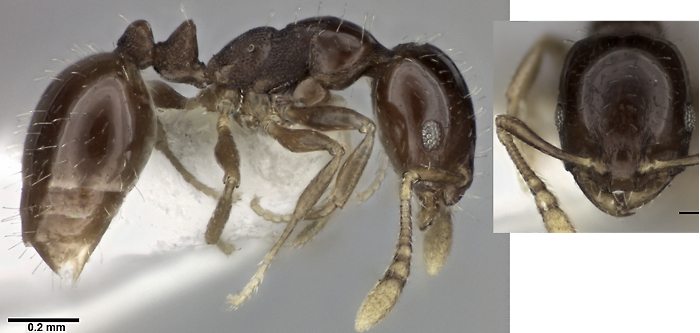 Monomorium malatu