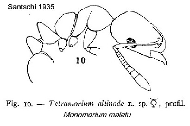 {Monomorium malatu}