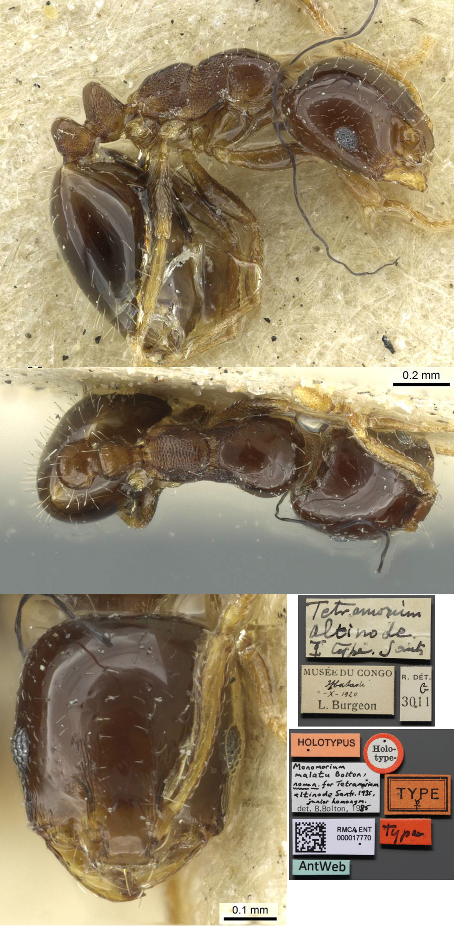 Monomorium malatu