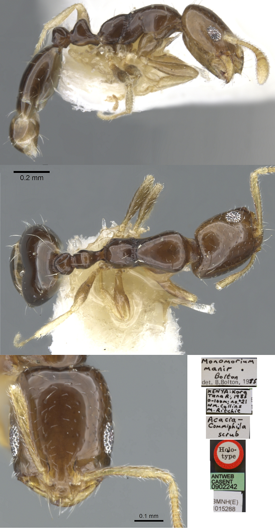 Monomorium manir