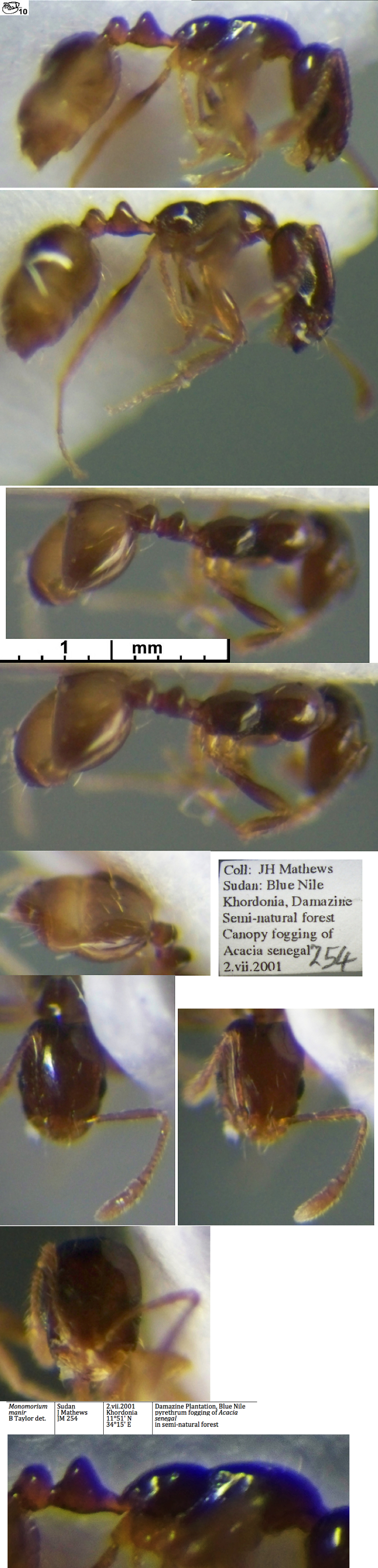 Monomorium manir