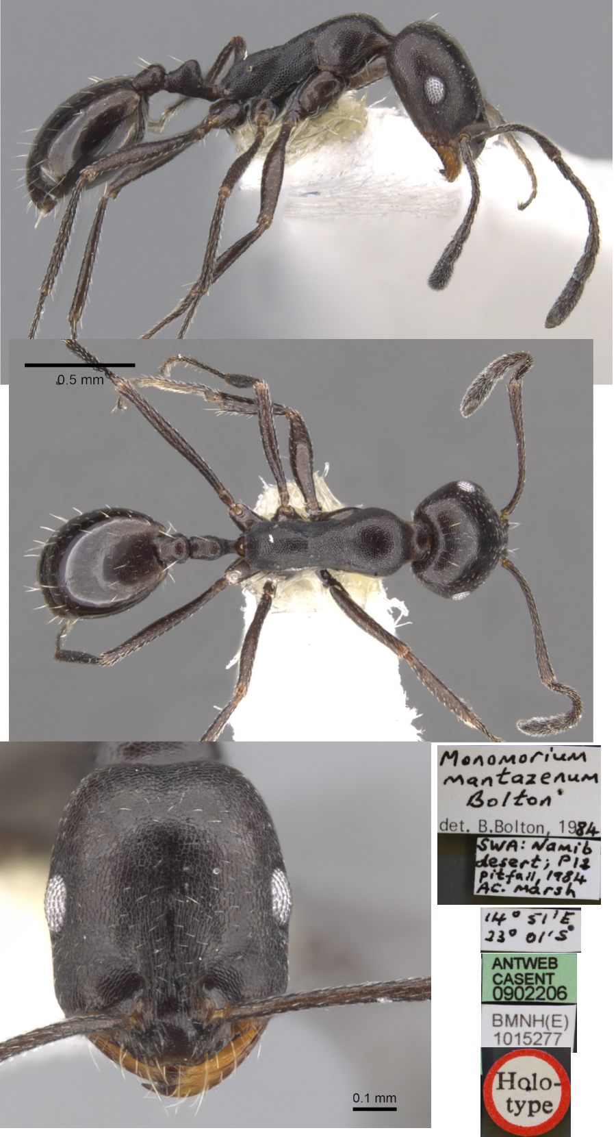 Monomorium mantazenum