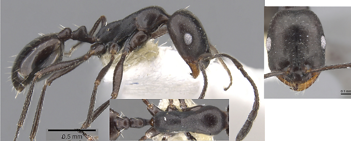 Monomorium mantazenum