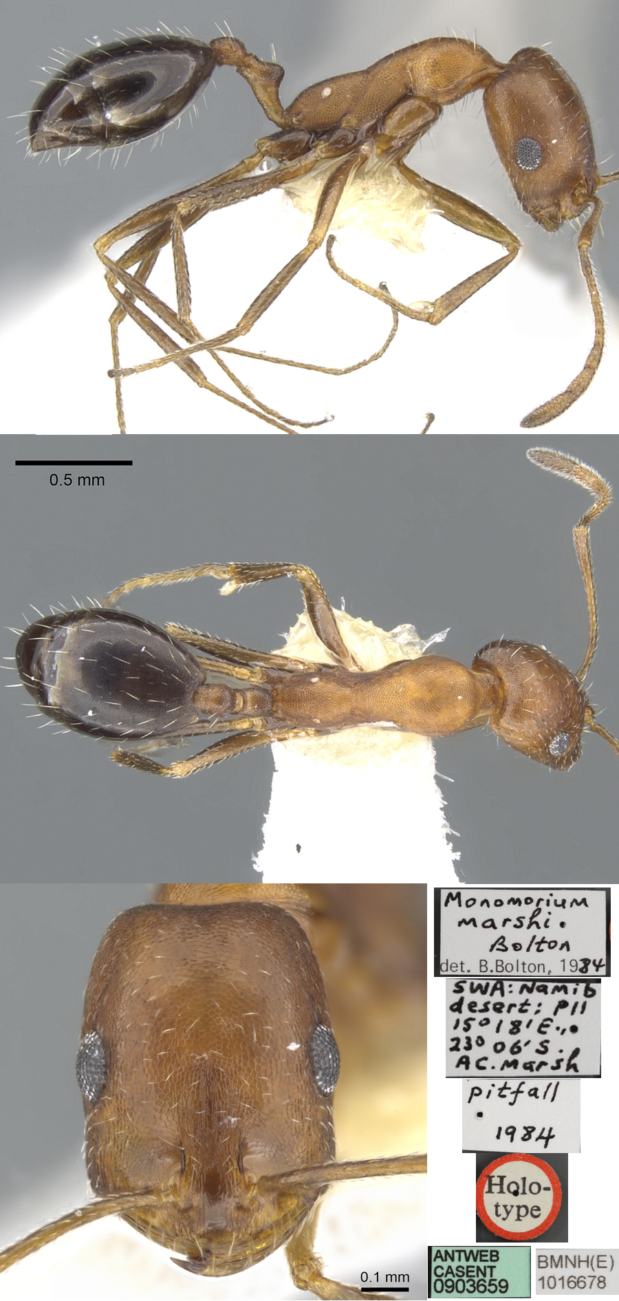 Monomorium marshi