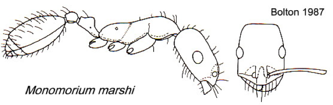 {Monomorium marshi}