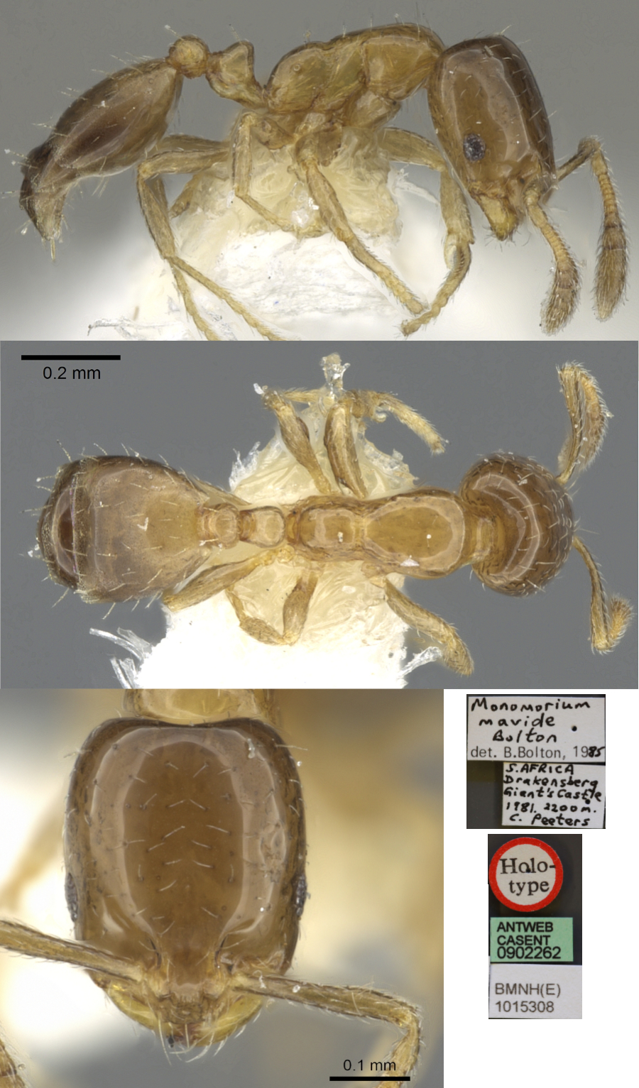 Monomorium mavide