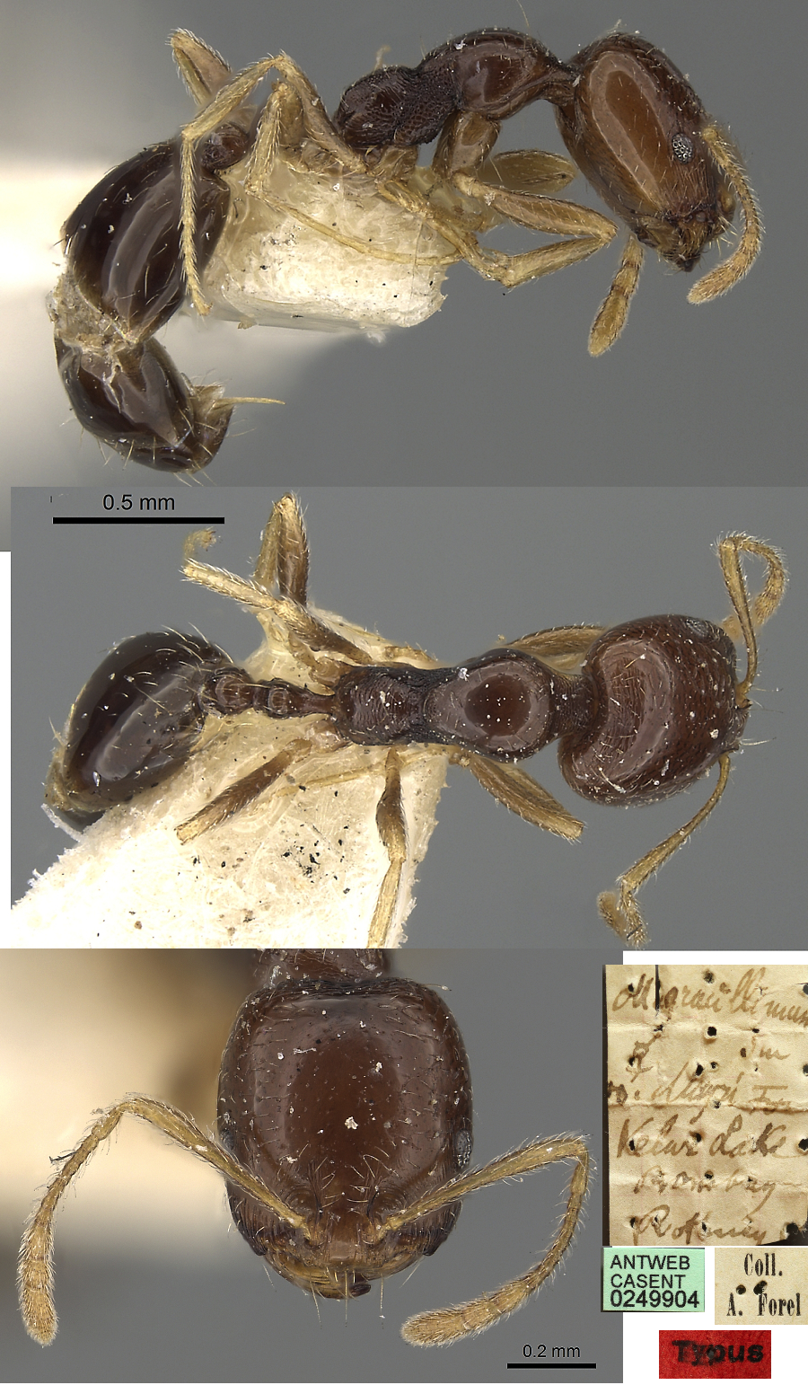 Monomorium mayri