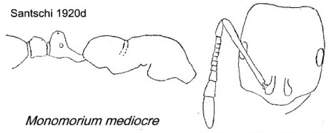 {Monomorium medicocre}