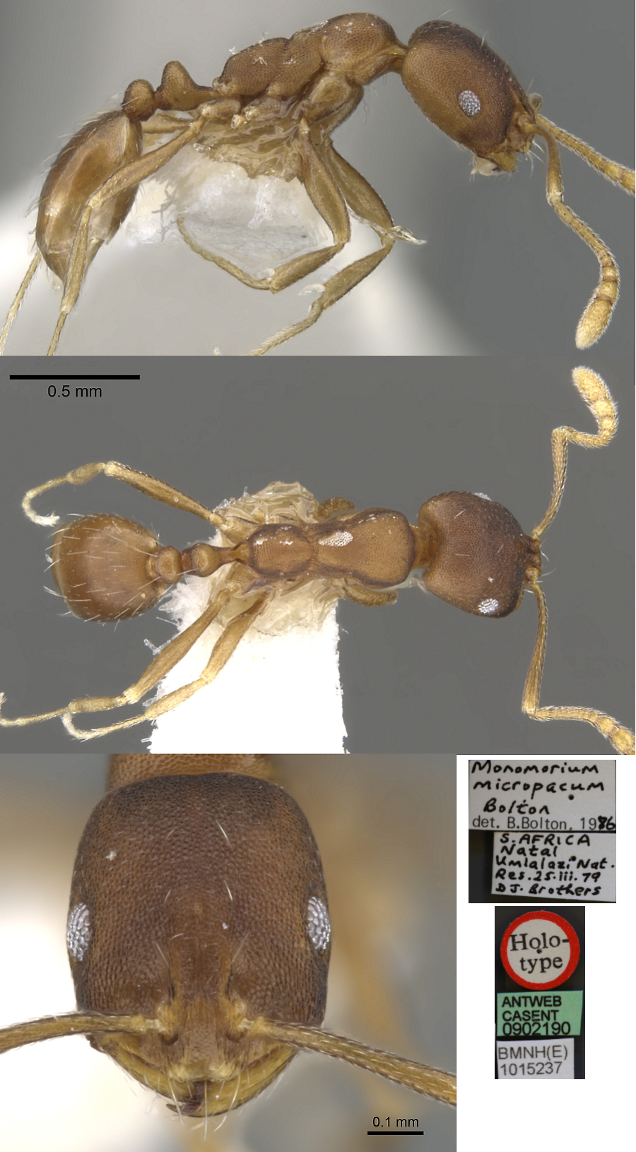 Monomorium micropacum