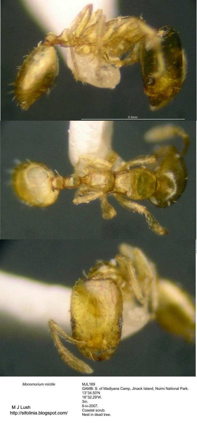 {Monomorium mictilis}