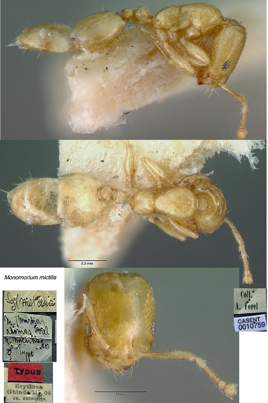 {Monomorium mictilis}