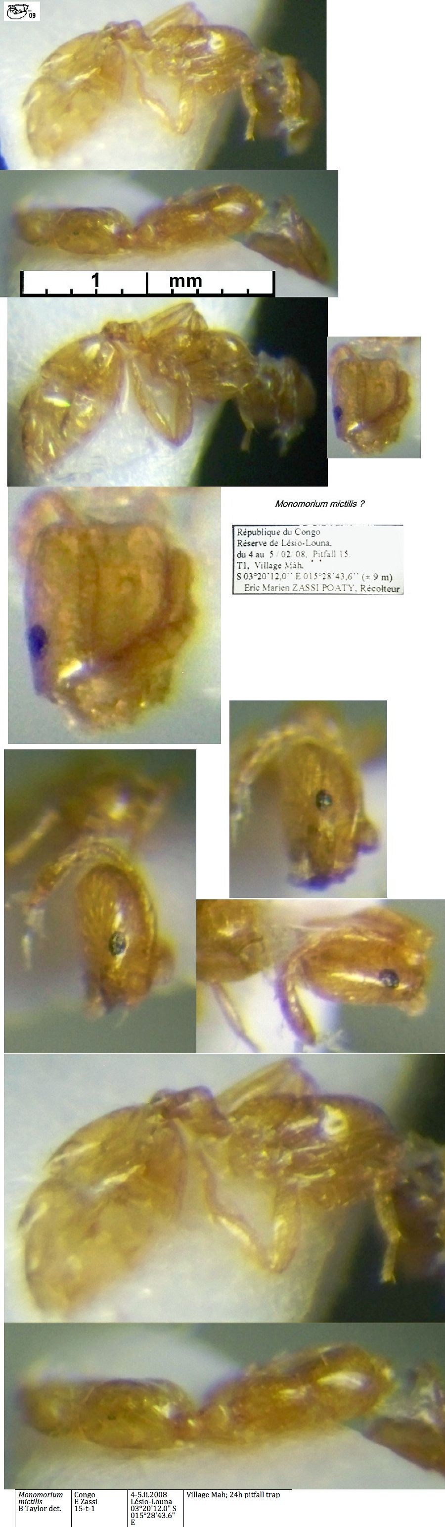 {Monomorium mictilis}
