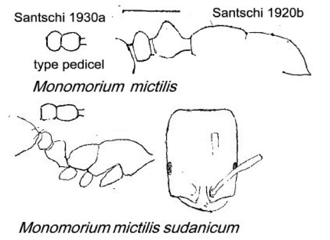 {Monomorium mictilis}